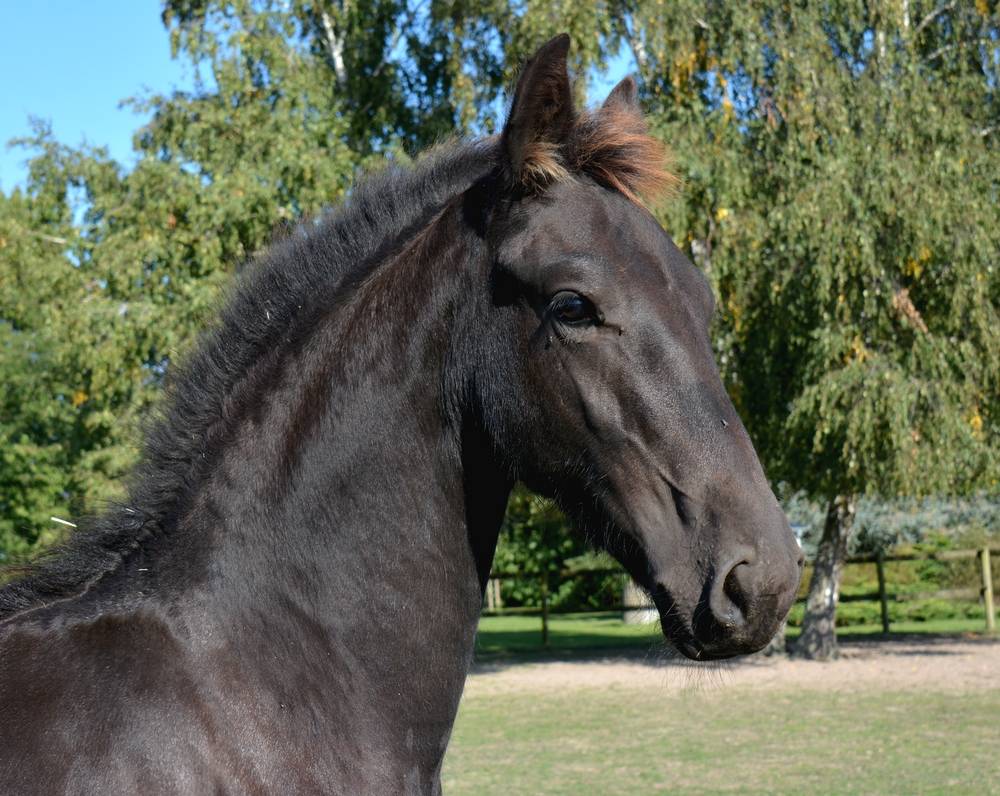 Poulain Frison Eliott du Graffard 