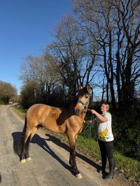 cheval disponible à la saillie