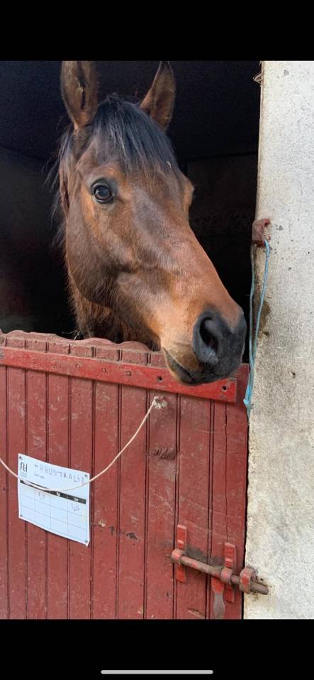 Impact Dream par saint des saint - Bel hongre 4 ans