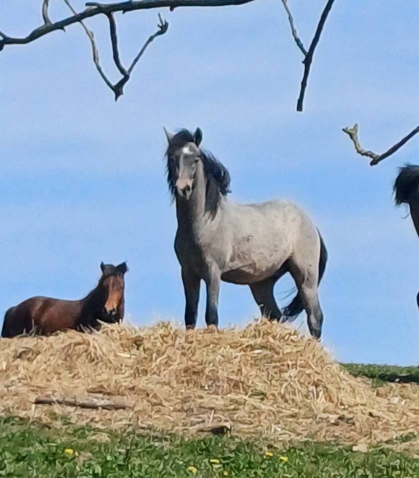 Poney hongre New Forest 2 ans 