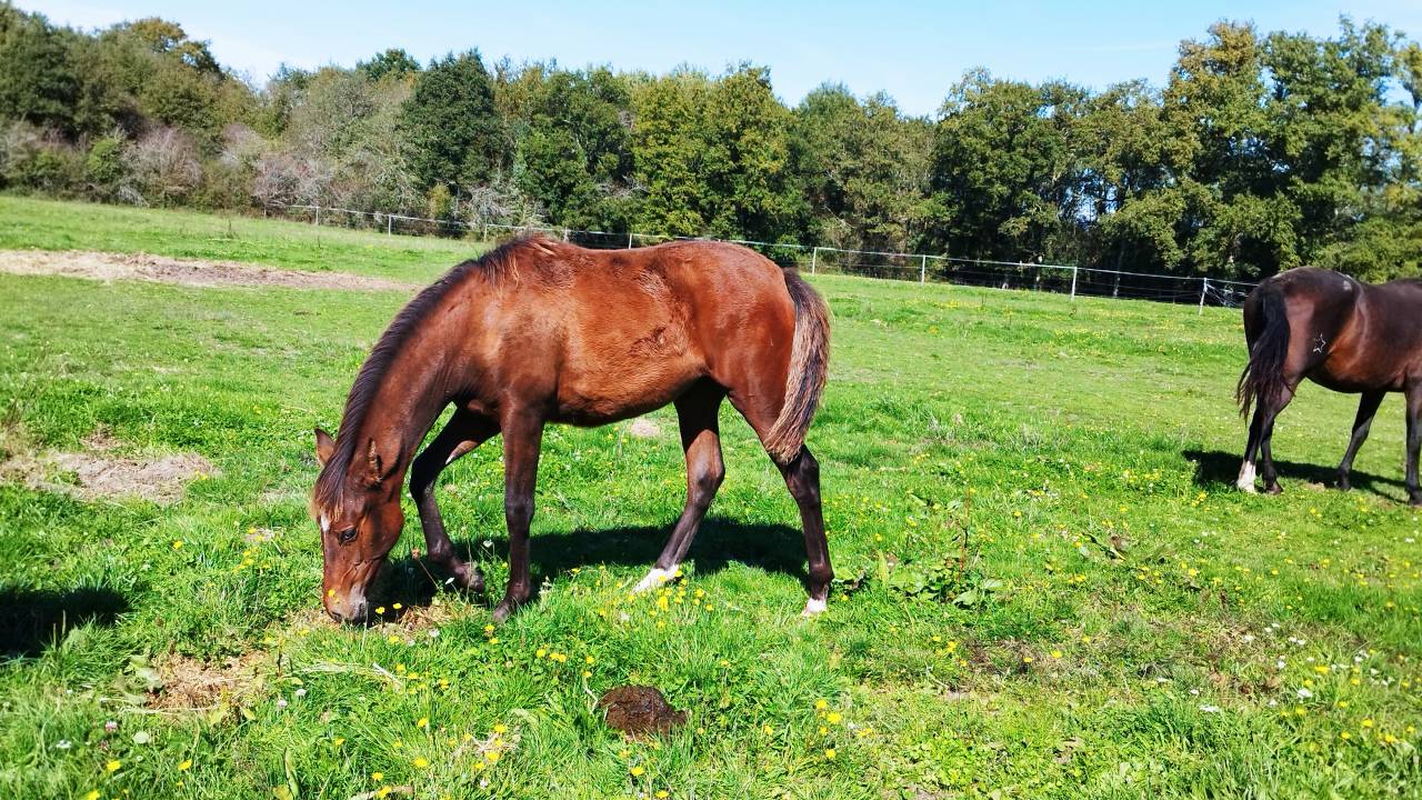 Chiquilla de l'&eacute;l&eacute;gance 