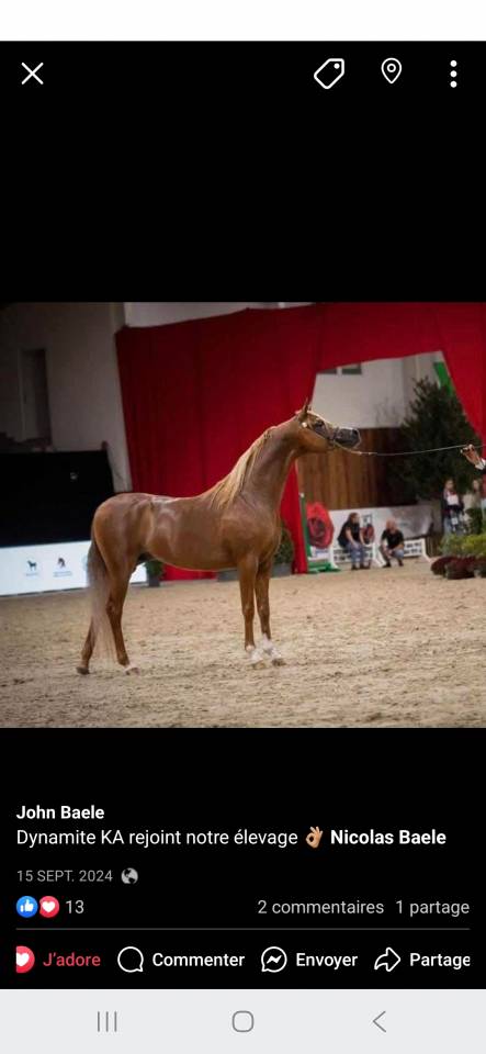 Dynamite KA - Etalon arabe pour saillie