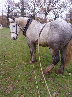  hongre percheron 4 ans 