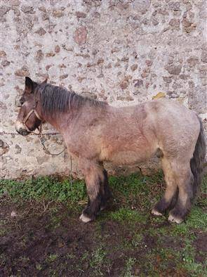 hongre ardennais