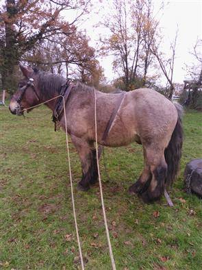 hongre ardennais