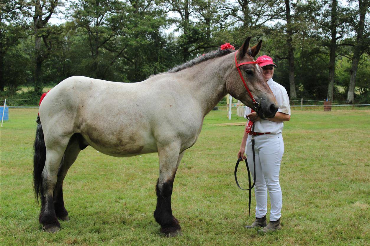 hongre ardennais