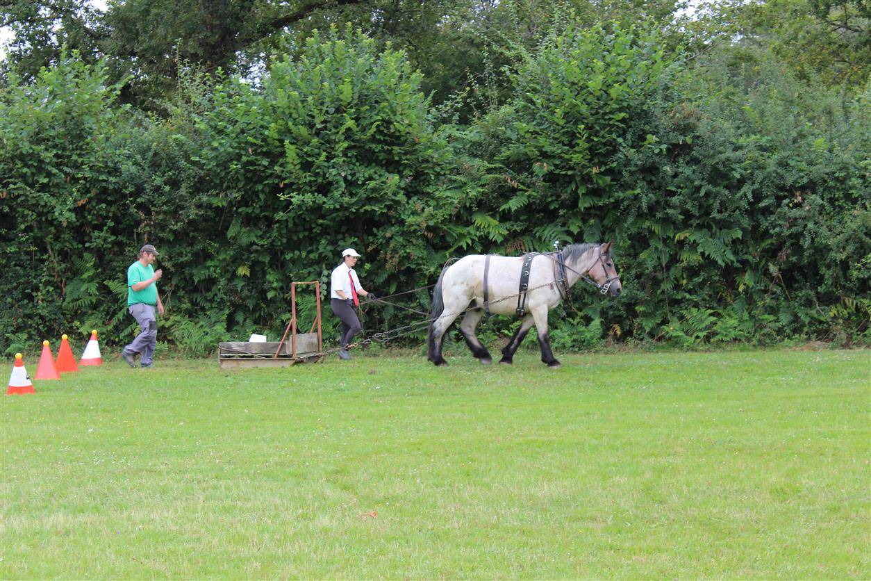 hongre ardennais