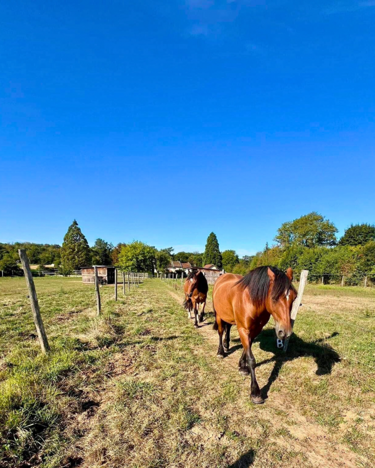 Propriété équestre de 2 hectares (38)