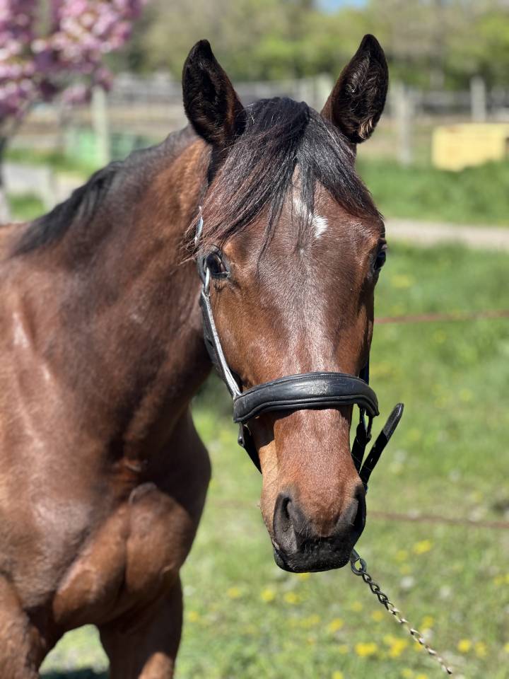 pouliche 2 ans CCE Dressage