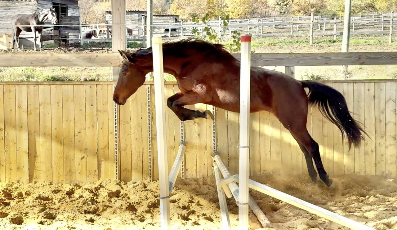 Jeune jument d'avenir 