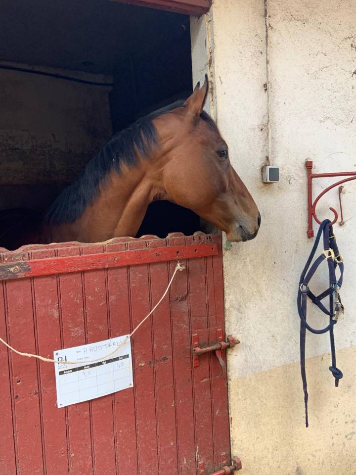 Noce - Cheval reformé