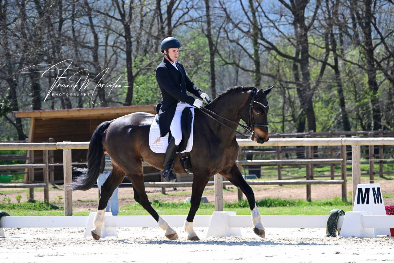 Hongre dressage 