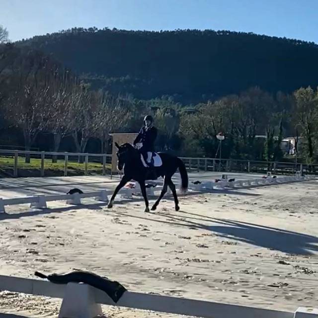 Jument dressage 13 ans 