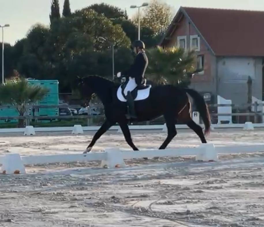 Jument dressage 13 ans 