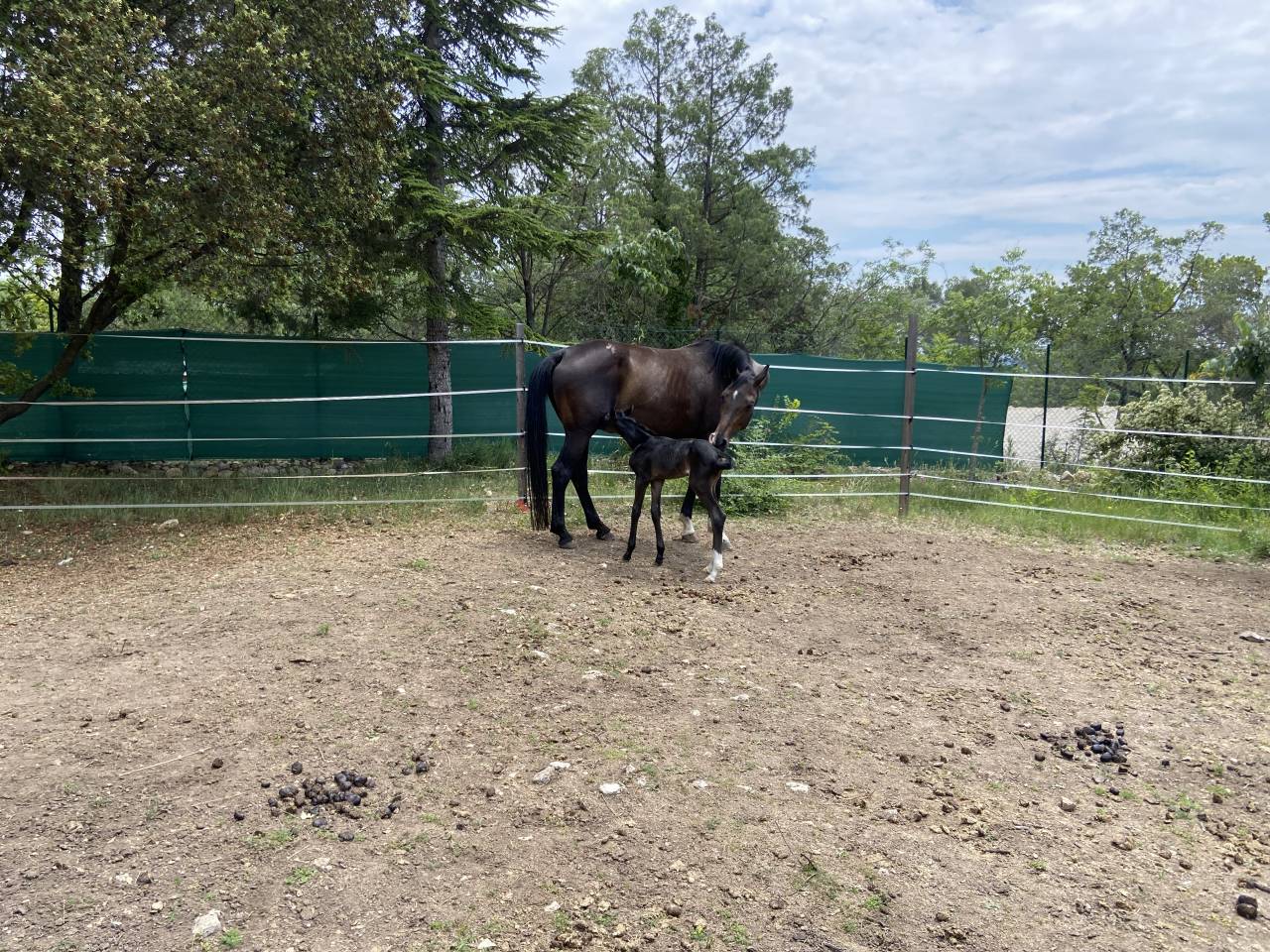 Jument dressage 13 ans 