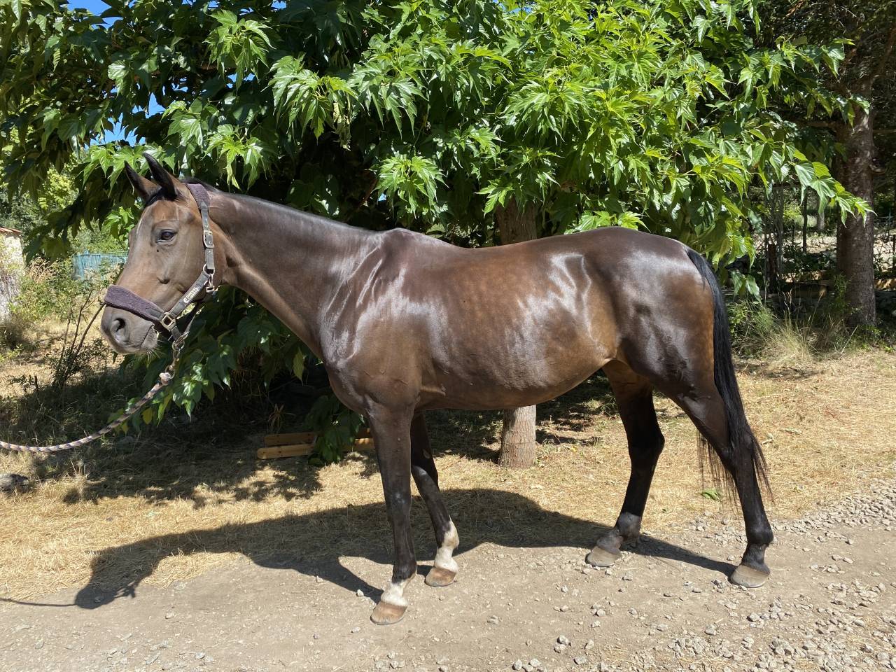 Jument dressage 13 ans 