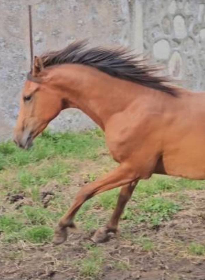 Pouliche 2022 top pédigrée 