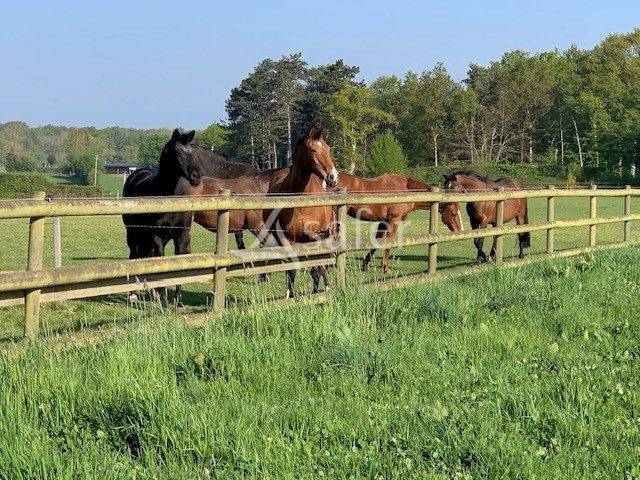 Haras 34ha entre Bernay et Conches