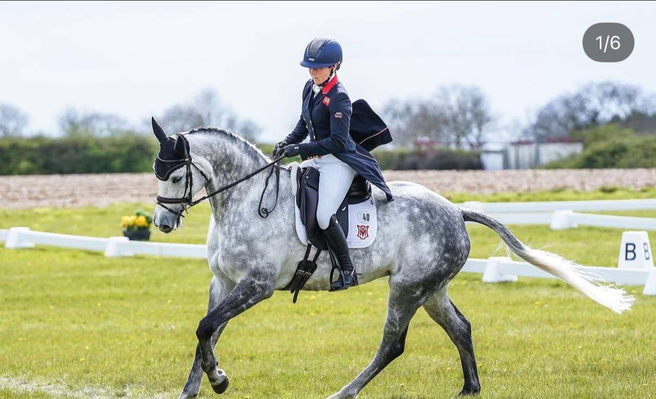 Jument Selle Français A vendre 2015 Bai