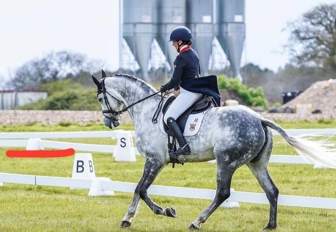 Jument Selle Français A vendre 2015 Bai