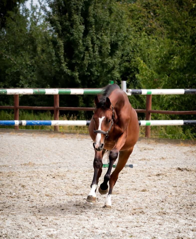 Mâle sf avec beaucoup de chic 