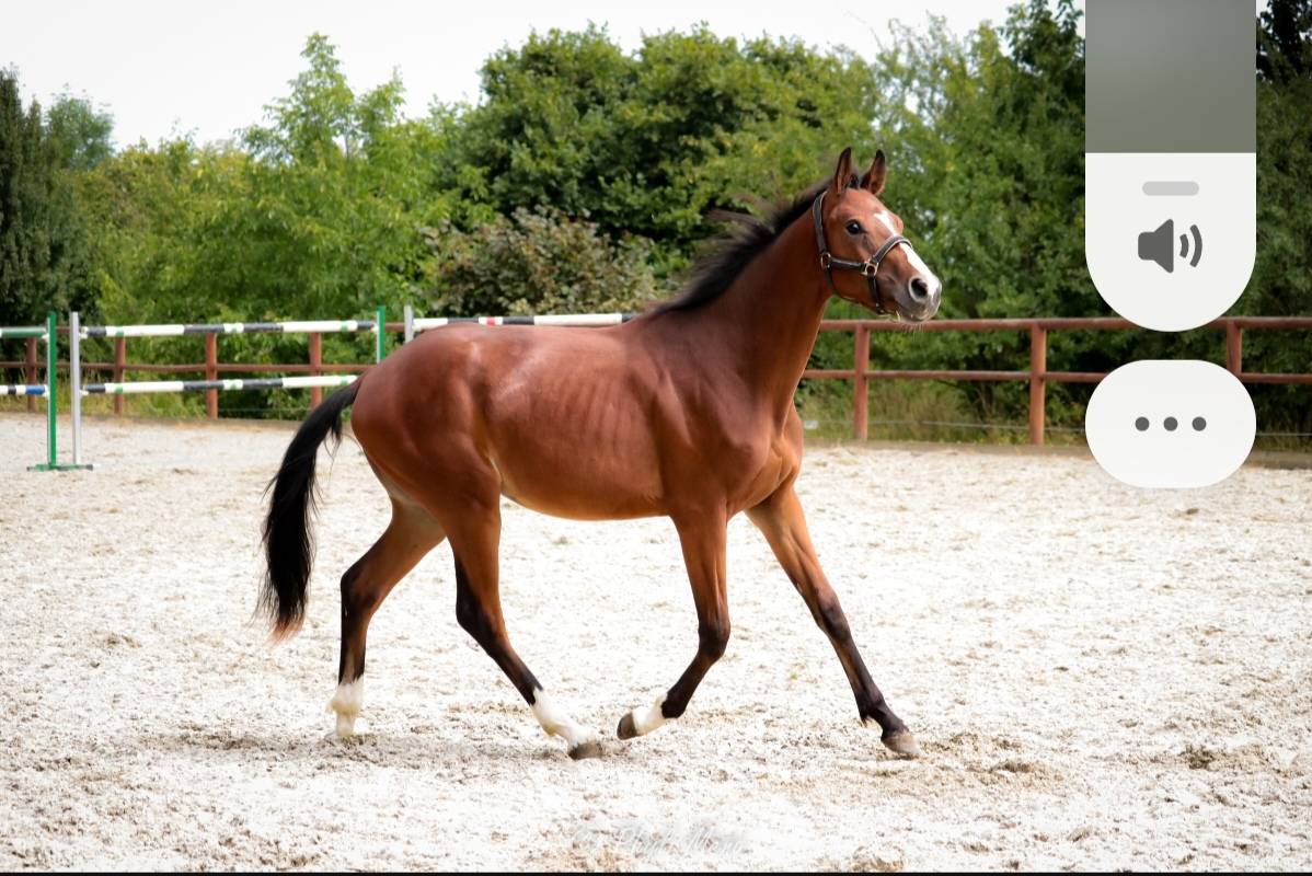 Mâle sf avec beaucoup de chic 