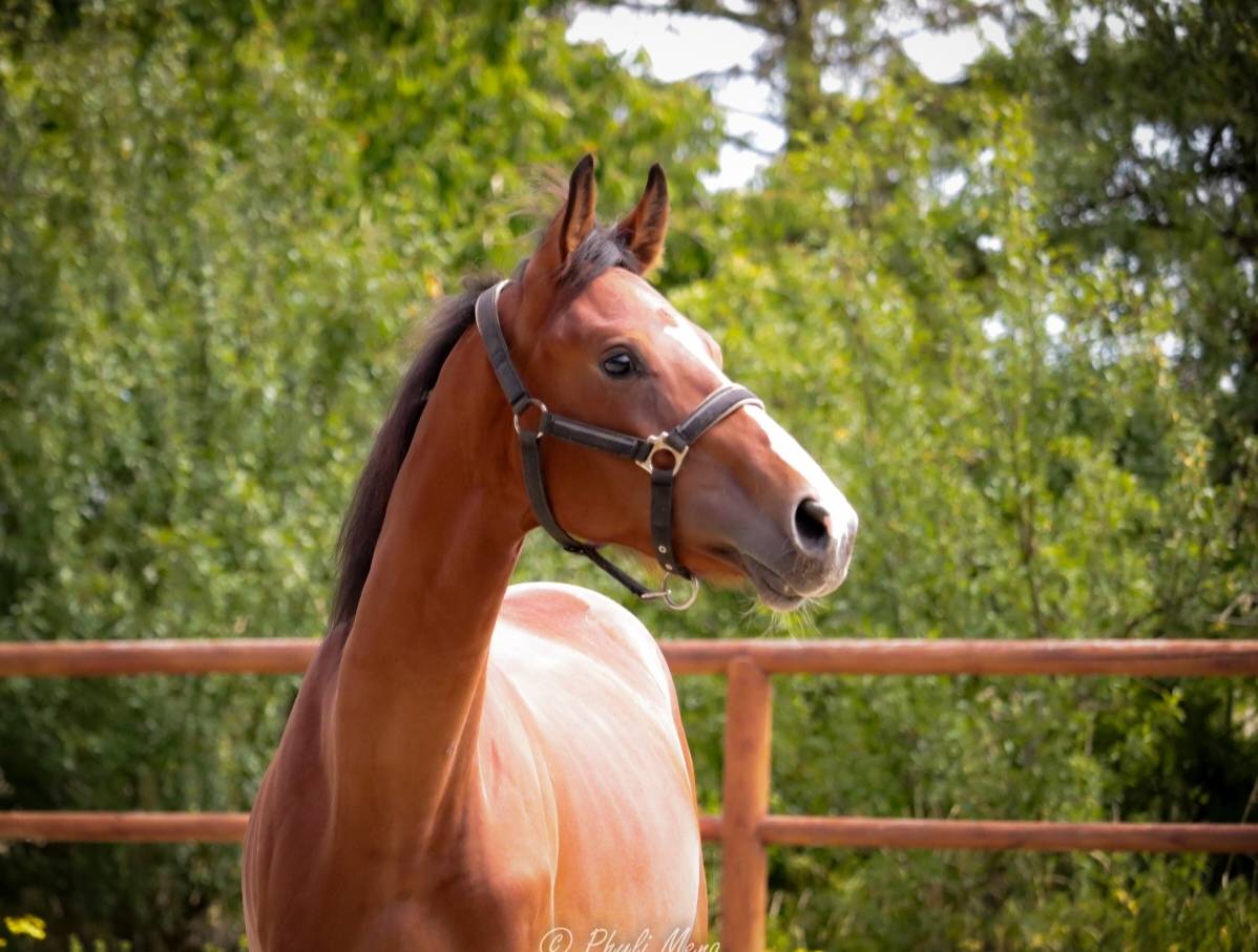 Mâle sf avec beaucoup de chic 