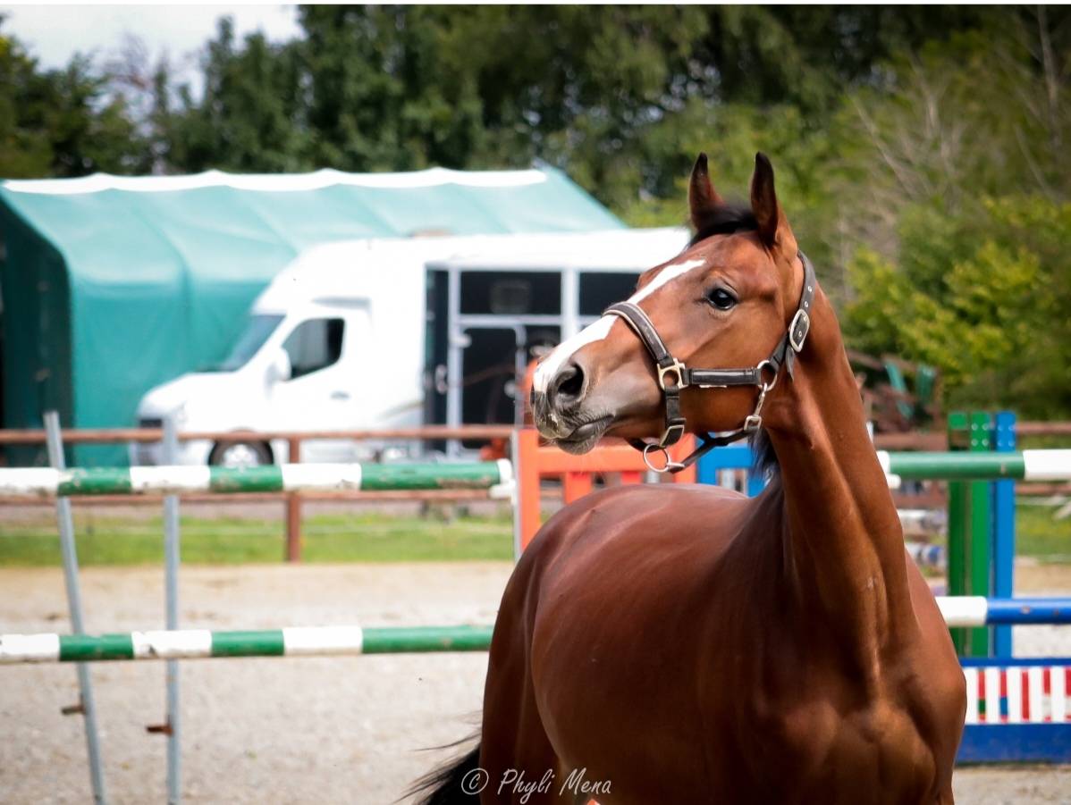 Mâle sf avec beaucoup de chic 