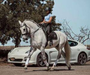 IMPARCIAL: Un lusitanien prêt à vous éblouir