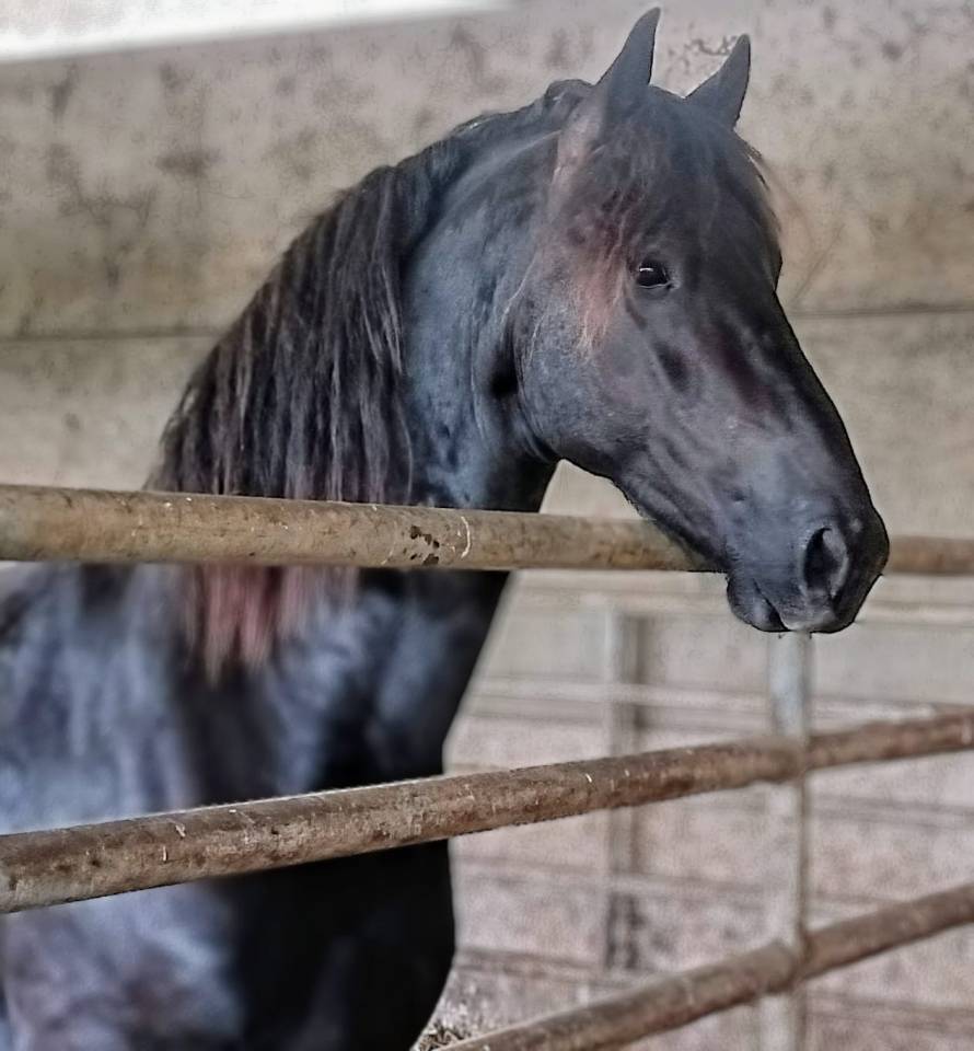 Étalon frison - Hadès des sables 