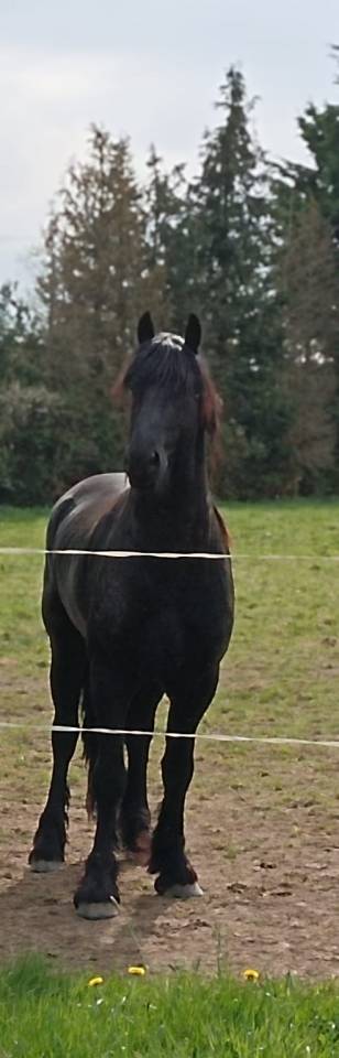 Étalon frison - Hadès des sables 