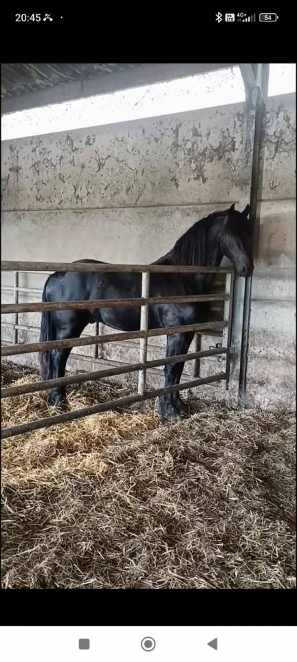 Étalon frison - Hadès des sables 