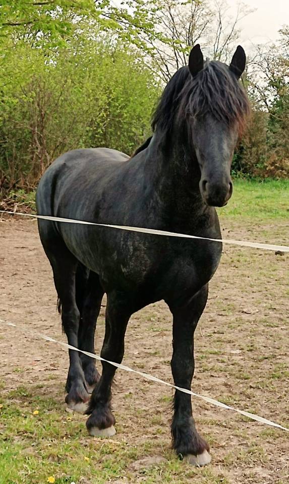 Étalon frison - Hadès des sables 