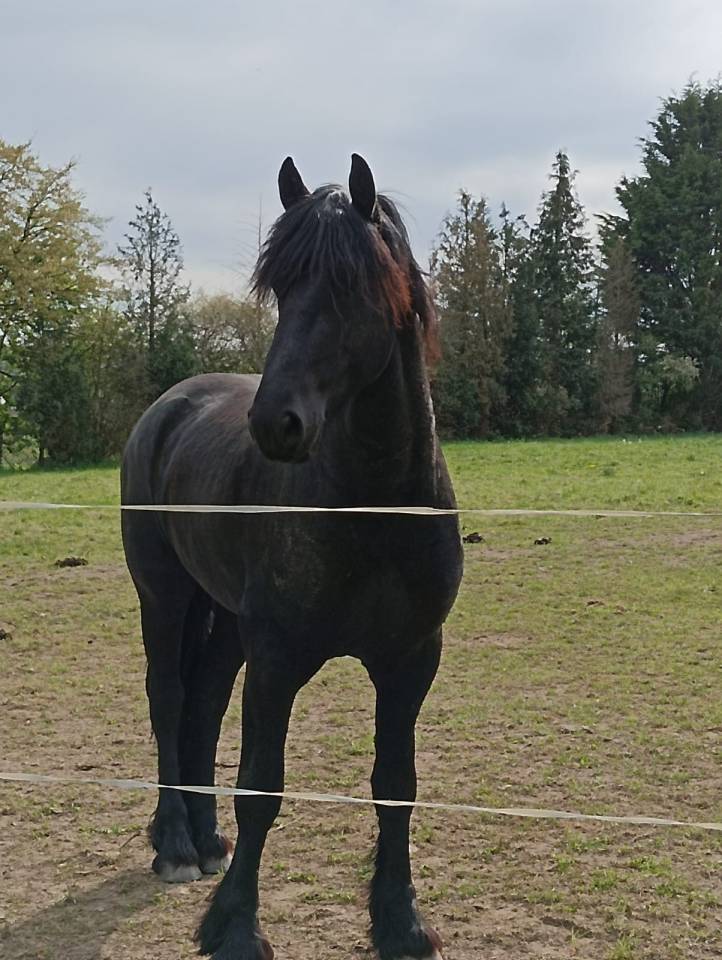 Étalon frison - Hadès des sables 