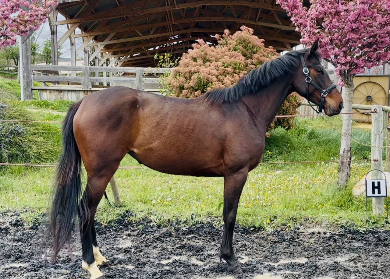 ideal amateur Jument CCE/CSO SF