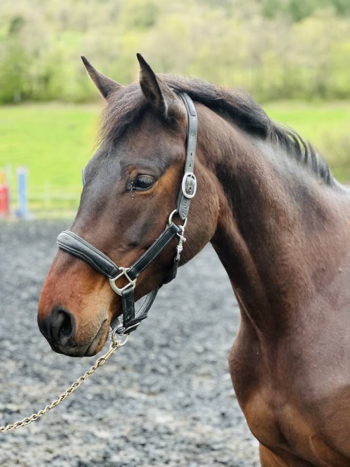 ideal amateur Jument CCE/CSO SF