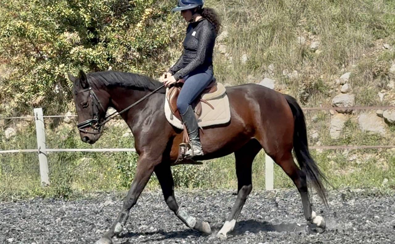 ideal amateur Jument CCE/CSO SF