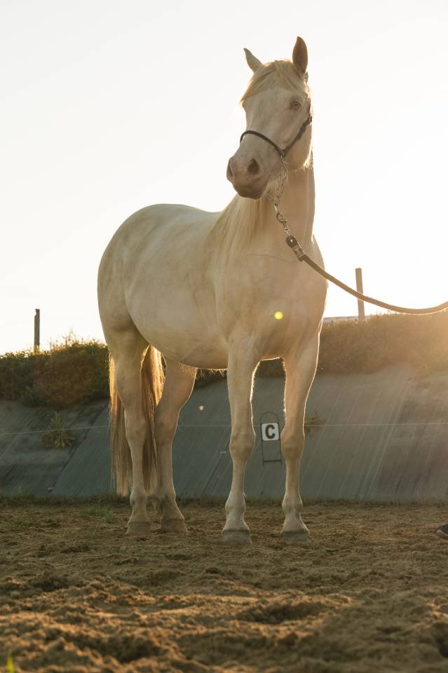 Jument PP Crème 4 ans