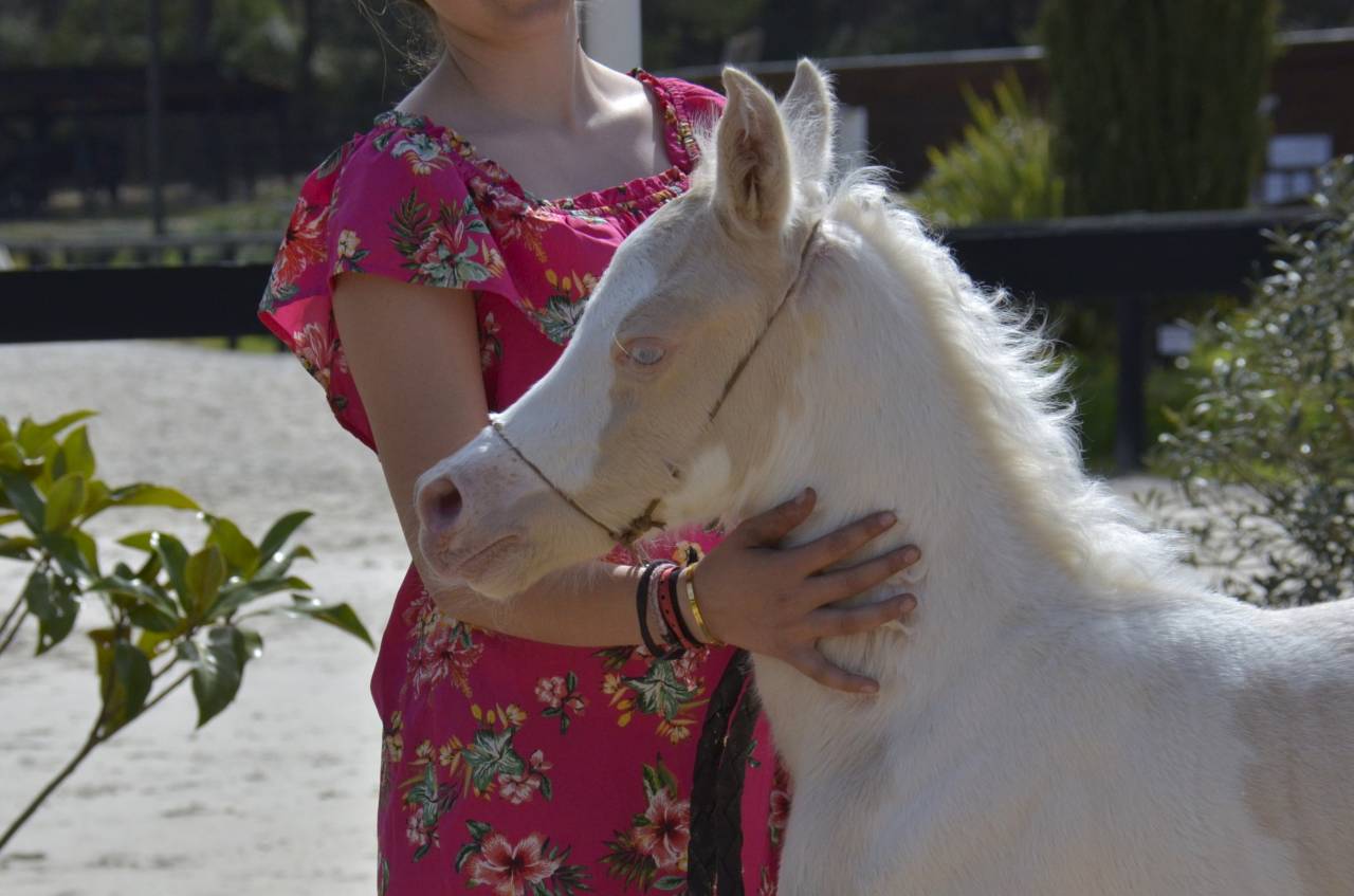 Pouliche Jument DSA Demi-Sang Arabe Pie Crème Palomino