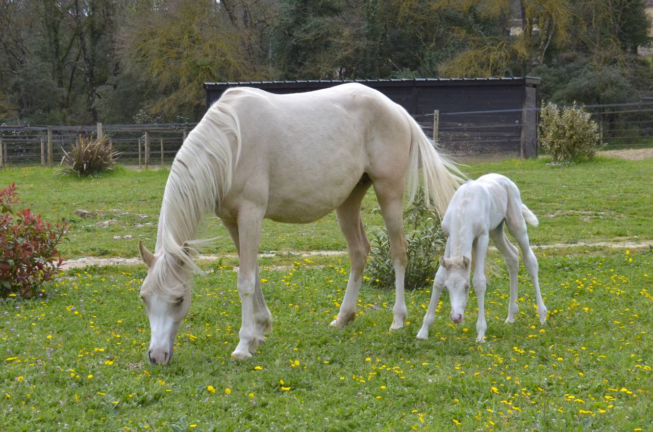 Pouliche Jument DSA Demi-Sang Arabe Pie Crème Palomino