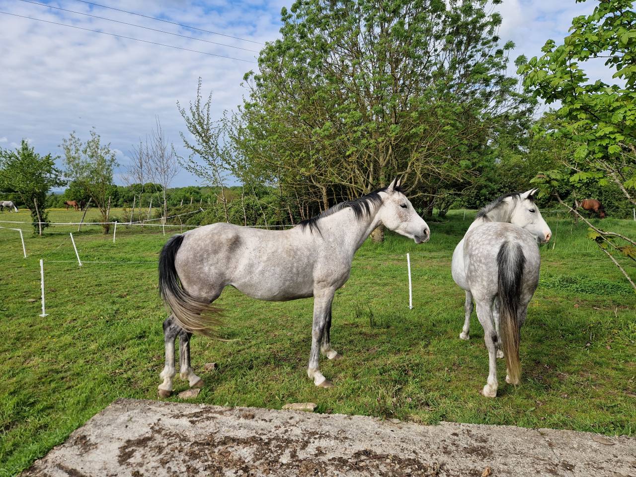 VENDUE! Arc de Ciel, Jument CDE 6 ans – Origines 