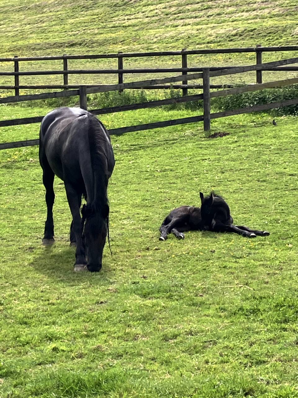 Poulain Frison Pleins Papiers