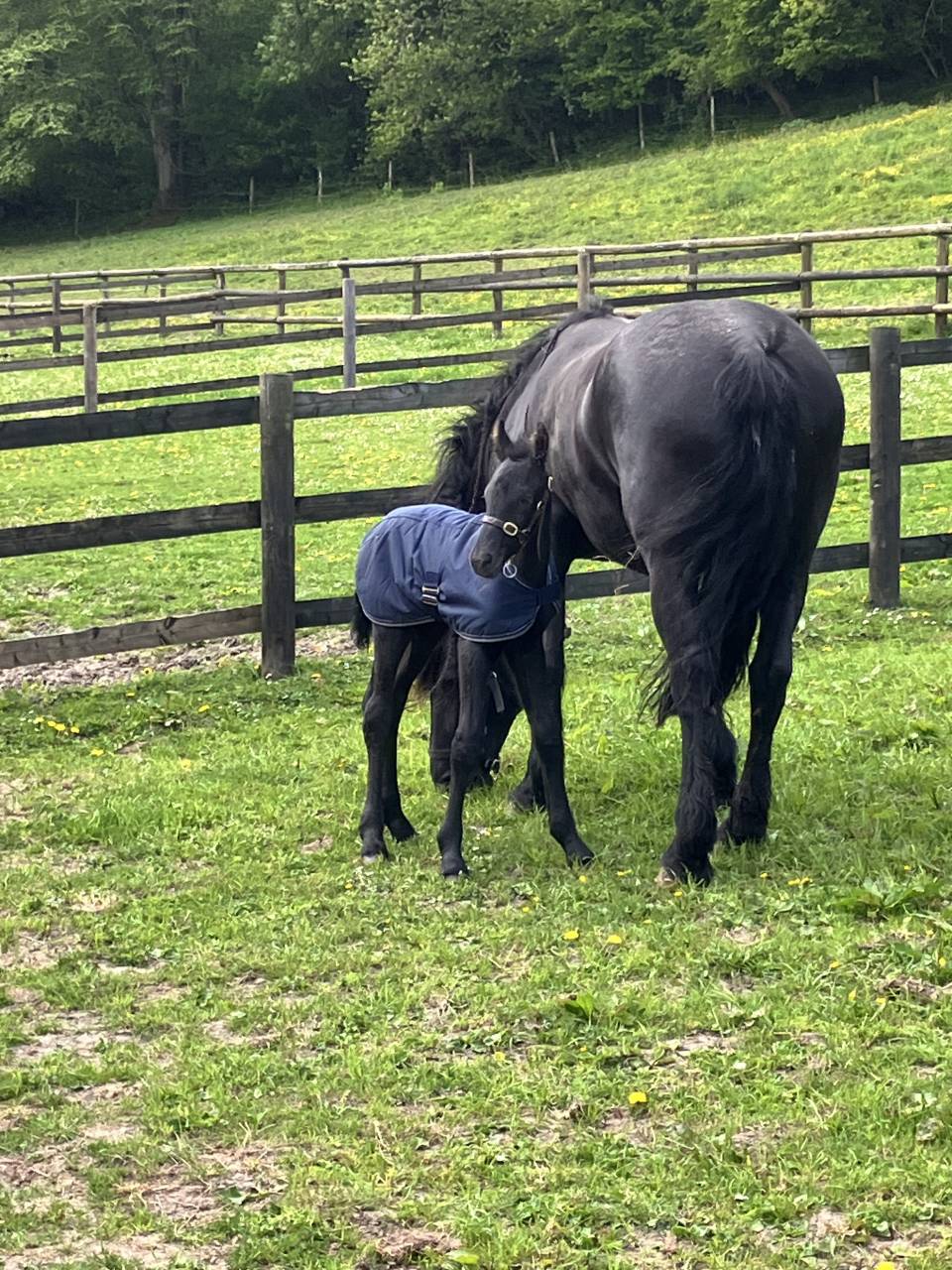 Poulain Frison Pleins Papiers