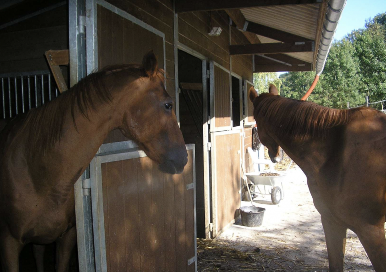 Charmante propriété équestre 5.6ha (38)