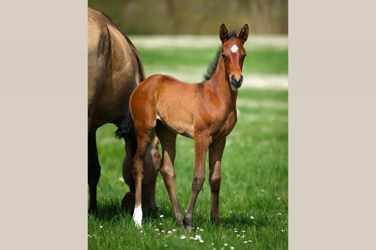Pouliche Akhal Téké PATSHULA IZLAYON