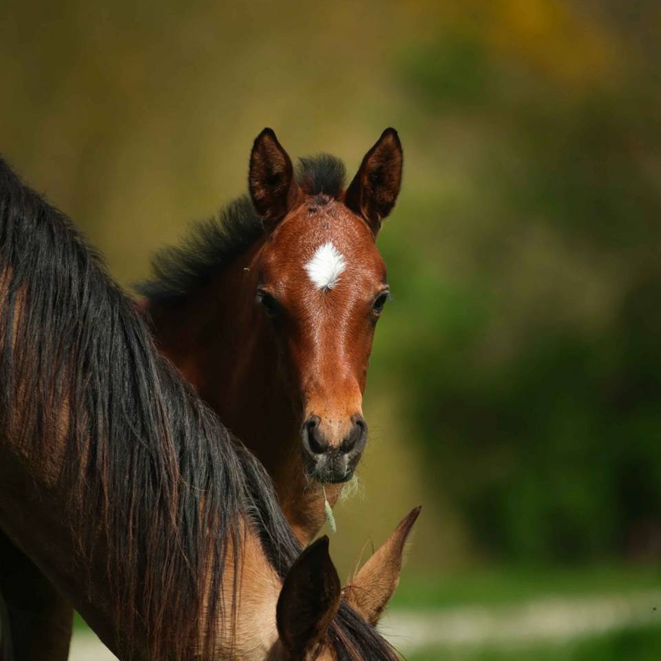 Pouliche Akhal Téké PATSHULA IZLAYON