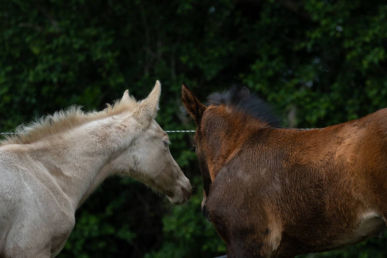 Pouliche Akhal Teke PLAVA IZLAYON