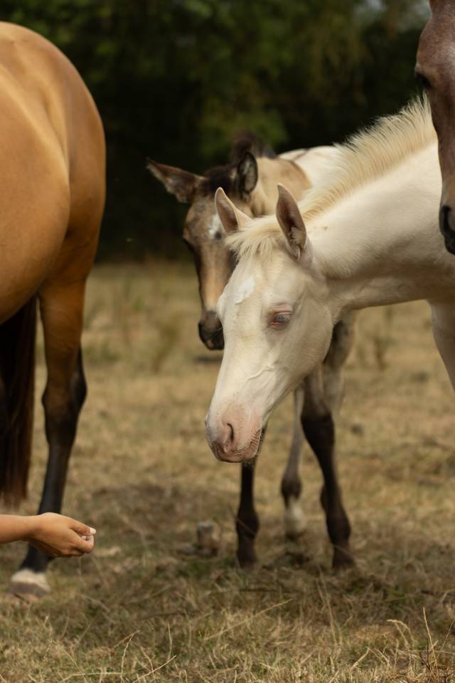 Pouliche Akhal Teke PLAVA IZLAYON