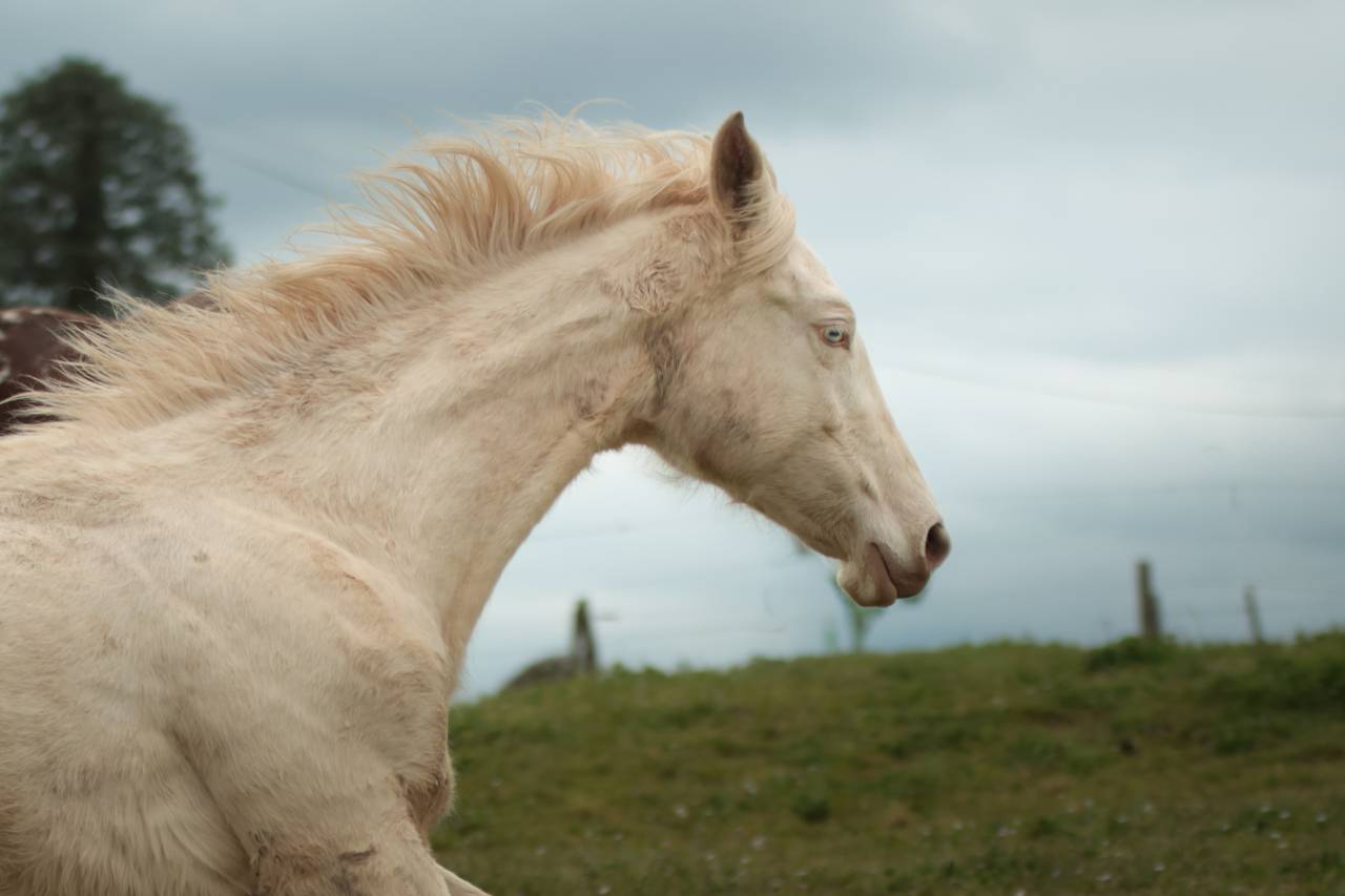 Pouliche Akhal Teke PLAVA IZLAYON