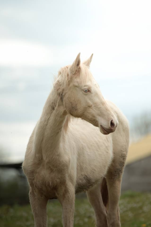 Pouliche Akhal Teke PLAVA IZLAYON